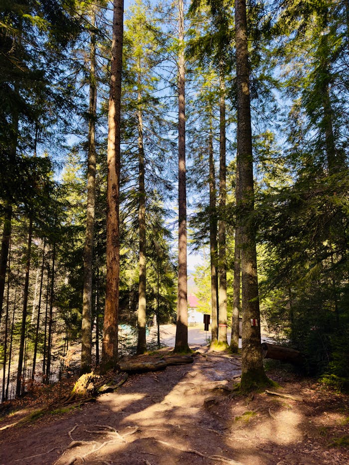 serene-forest-pathway-at-dawn-32880319